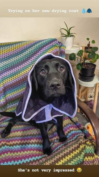 Puppy Survival Thread - for old and new pups