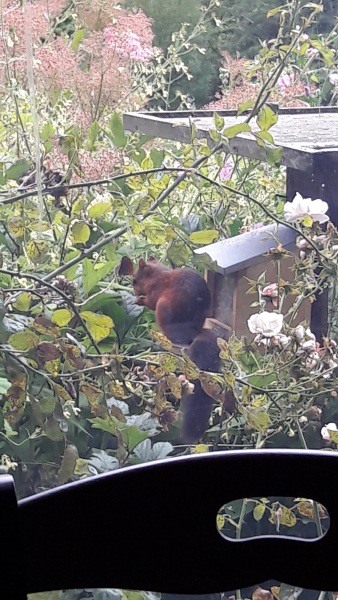 Have you ever seen a red squirrel?