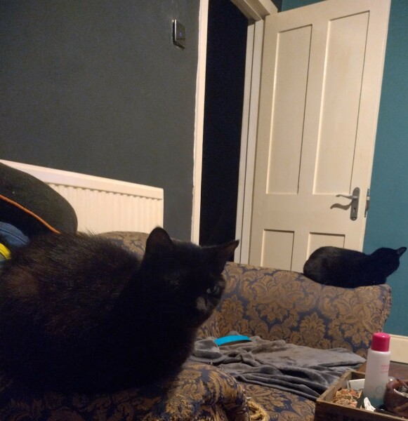The Very Eventful Lives of the Excellent Cats