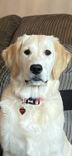 Teen dog thread