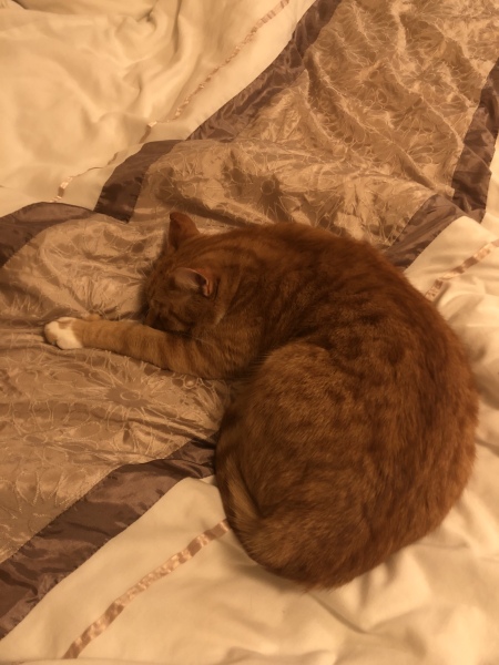 What nice thing did you do for your cat(s) today?