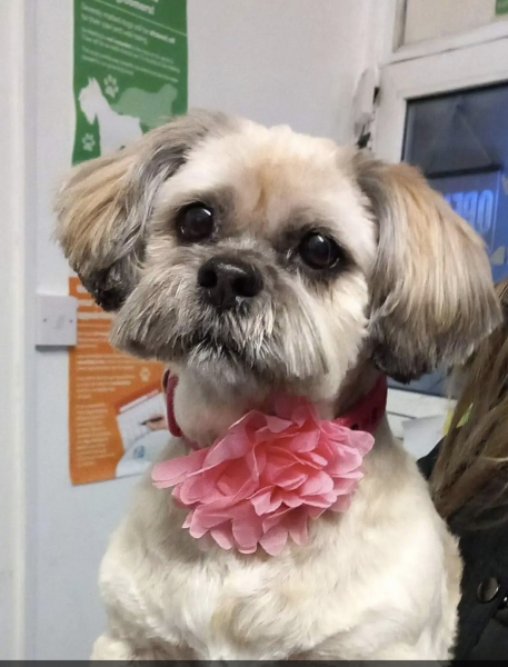 To ask you to come and celebrate your dog with me