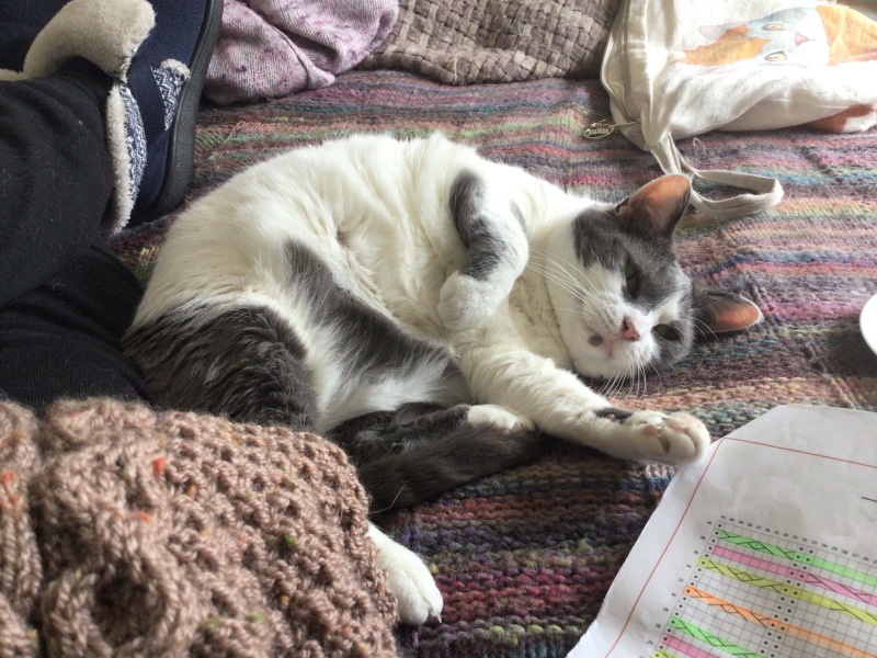 The Very Eventful Lives of the Excellent Cats