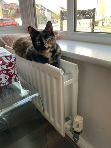 Please can I see pics of your cats?