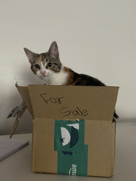 Post your cute kitties 😸