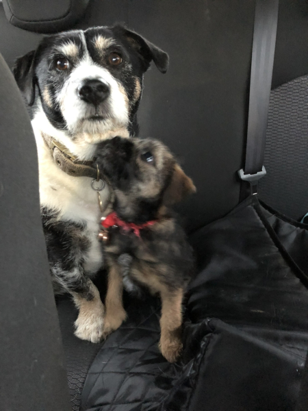 My dog saved my life yesterday