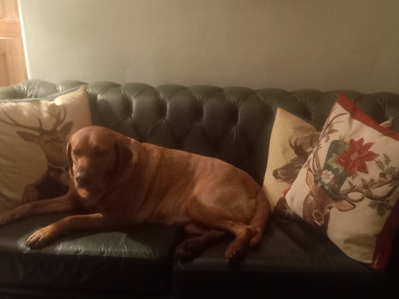 Puppy Survival Thread - for old and new pups heading into winter