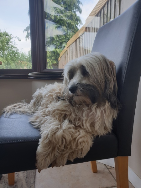 To ask you to come and celebrate your dog with me