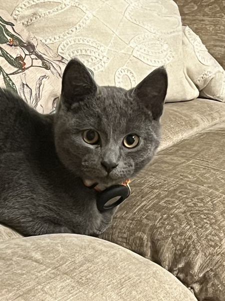 Post your cute kitties 😸