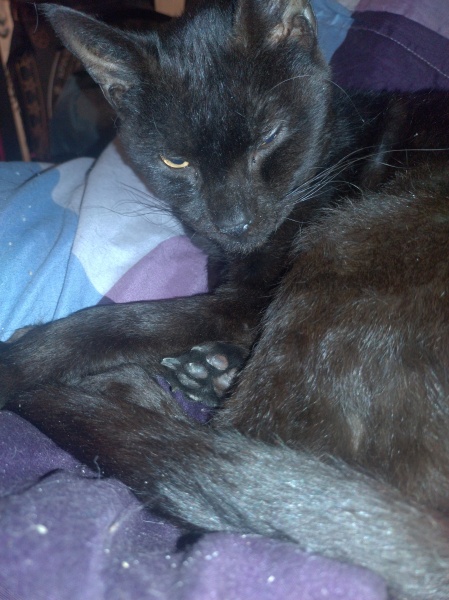 The Very Eventful Lives of the Excellent Cats