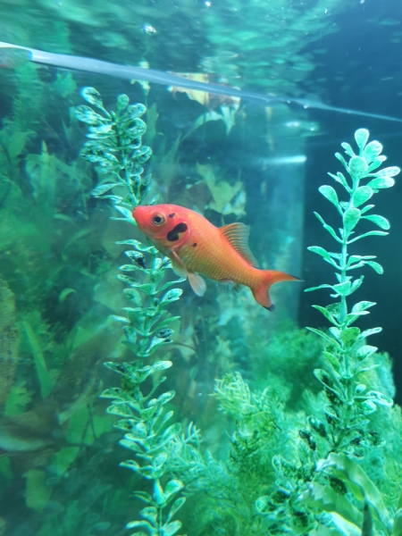 Help with goldfish disease (photos)