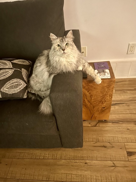Please can I see pics of your cats?