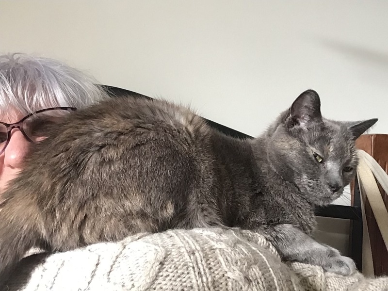 The Very Eventful Lives of the Excellent Cats