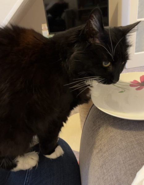 Settling in a shy/anxious rescue cat