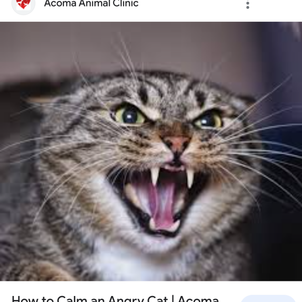 Neighbour's aggressive cat