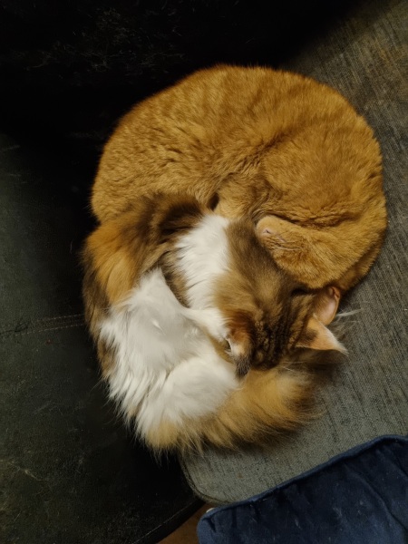 Please can I see pics of your cats?