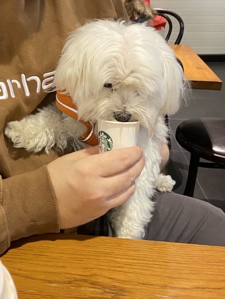 7 dogs in Starbucks today is too much