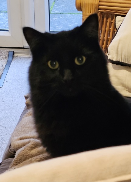 The Very Eventful Lives of the Excellent Cats