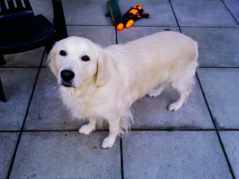 Golden Retriever - smallish house