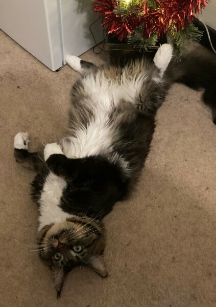 Tart cat.