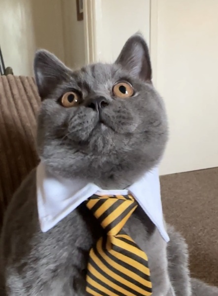 Post your cute kitties 😸