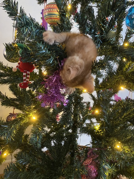 The ultimate SHOW US YOUR TREE megathread!