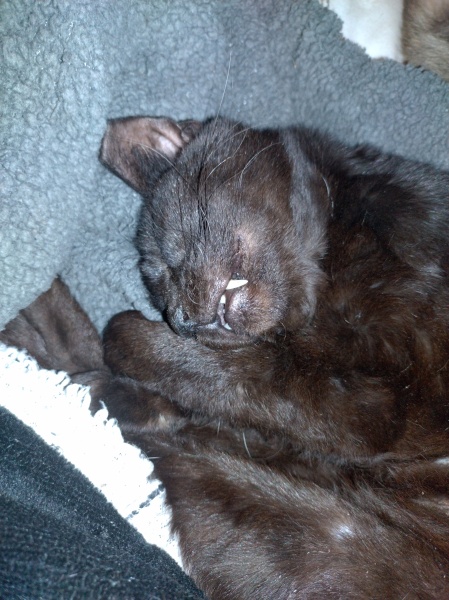 The Very Eventful Lives of the Excellent Cats