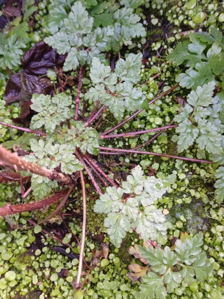 Can anyone help me id this plant please?