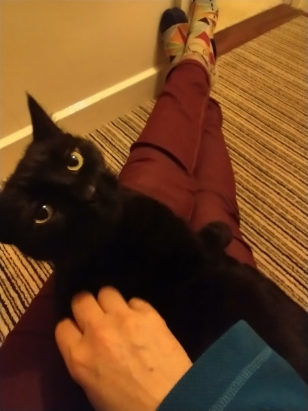 Settling in a shy/anxious rescue cat