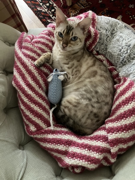 The Very Eventful Lives of the Excellent Cats