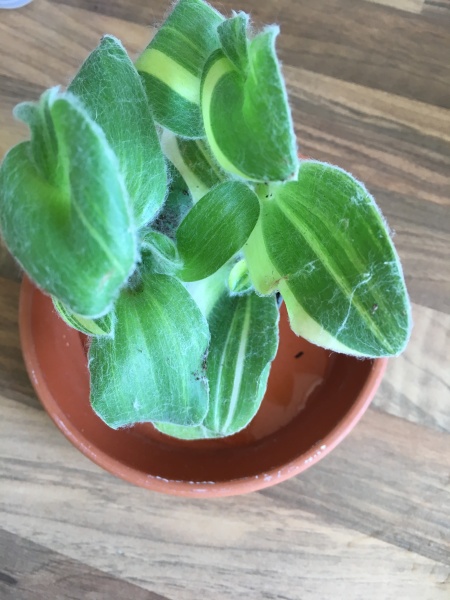 What is the white fluff on this tradescantia?