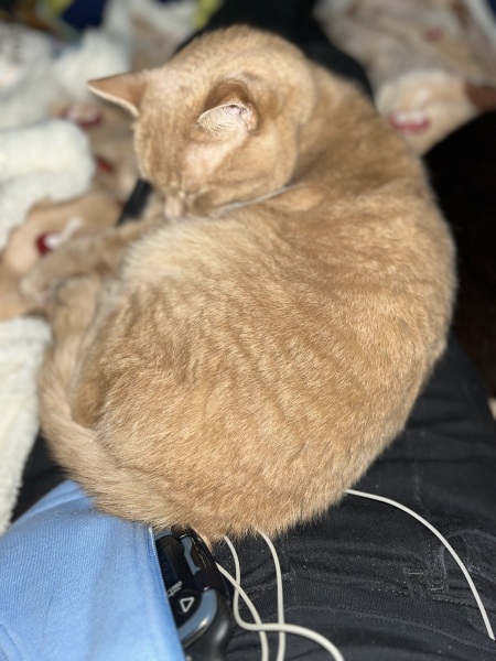 The Very Eventful Lives of the Excellent Cats