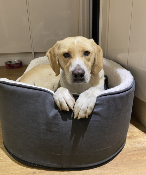 Romanian rescues anyone?