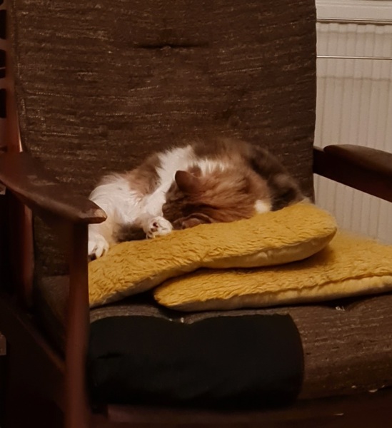 Food for an 11+ cat?