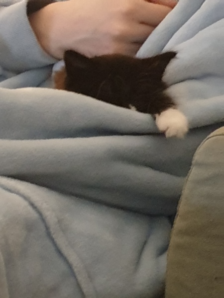 Another kitten name one
