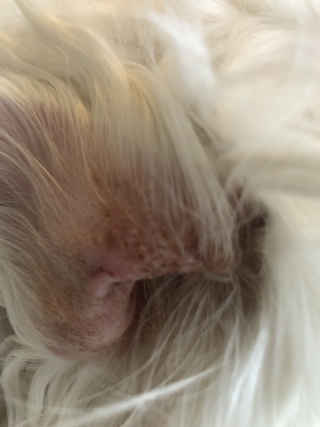Dogs ear problem.