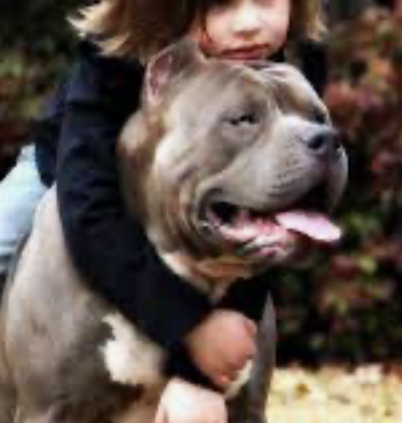 People now dumping bull breed puppies, what can be done?