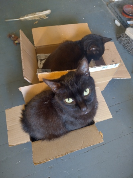 The Very Eventful Lives of the Excellent Cats