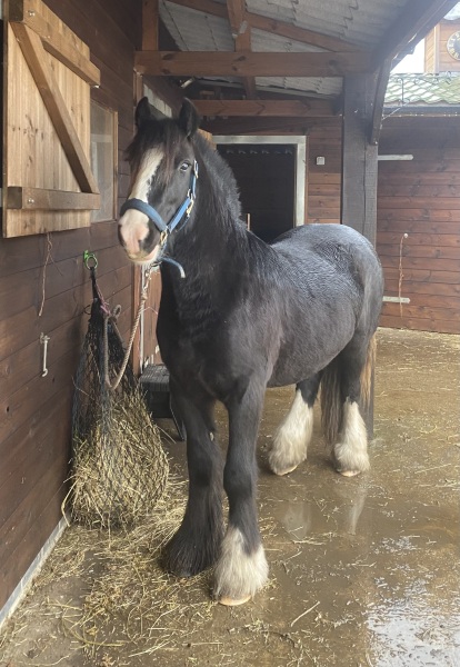 Picking up my new pony today!