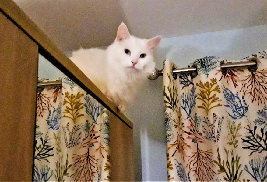 The Very Eventful Lives of the Excellent Cats