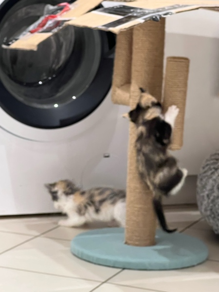 Are my kittens too small?