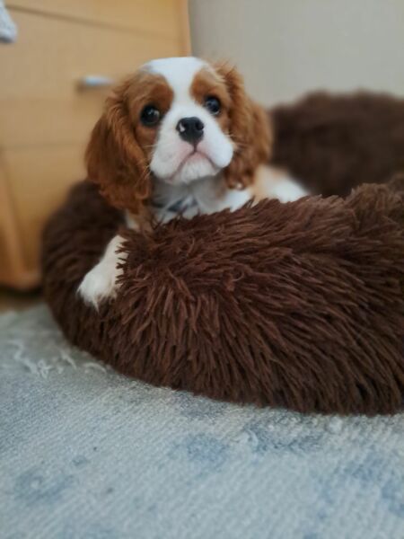 Puppy Survival Thread - for old and new pups heading into winter