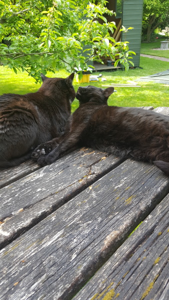 Post your cute kitties 😸