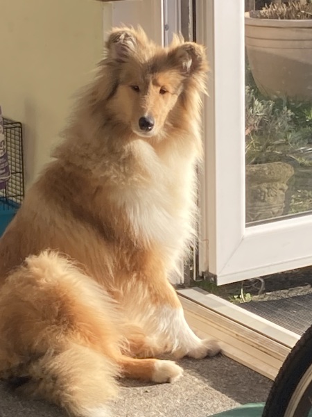 To ask you to come and celebrate your dog with me
