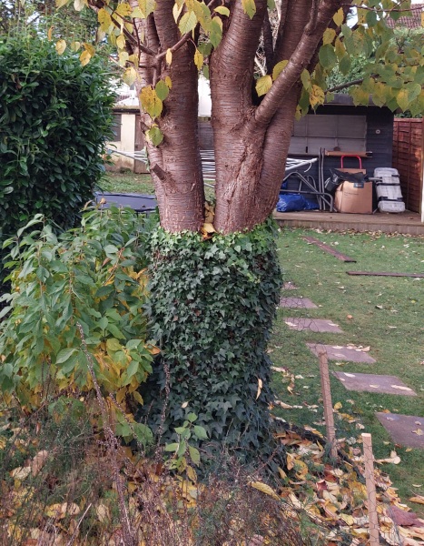 Ivy on a silver birch
