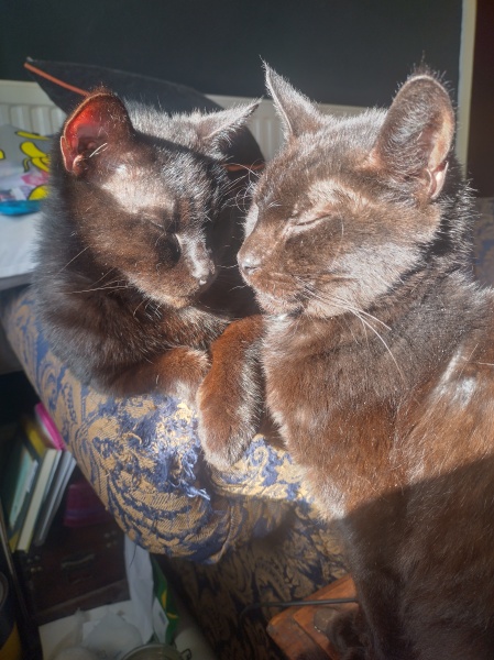 The Very Eventful Lives of the Excellent Cats