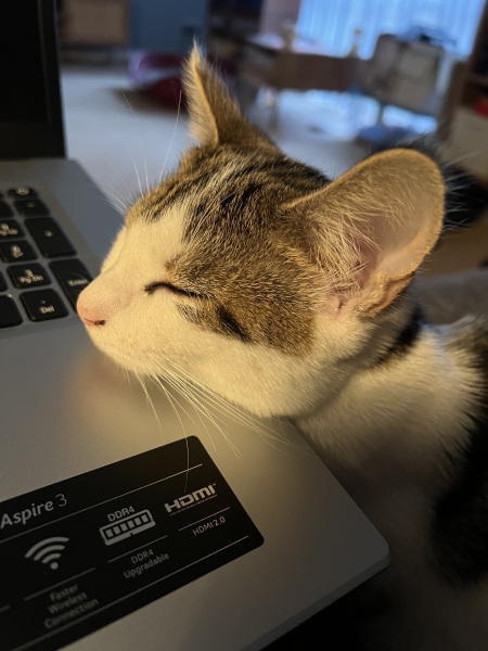 Please can I see pics of your cats?