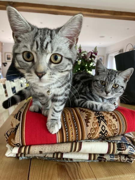 Post your cute kitties 😸