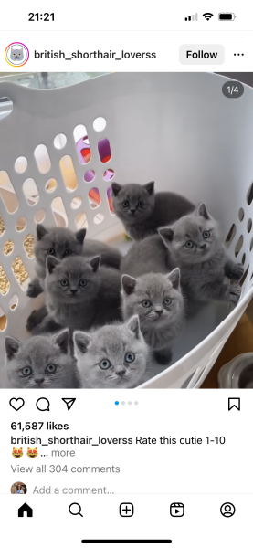 Post your cute kitties 😸