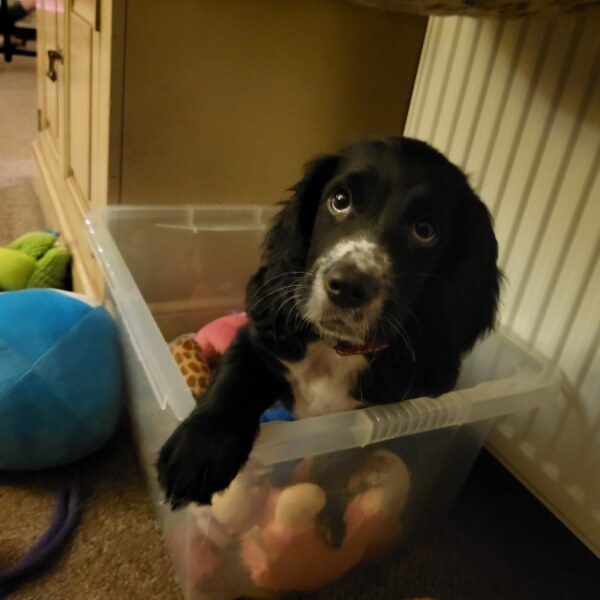 Puppy Survival Thread - for old and new pups heading into winter